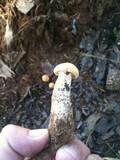 Neolentinus lepideus image