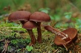 Tubaria confragosa image