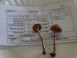 Conocybe rugosa image
