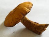 Cortinarius limonius image
