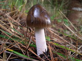 Amanita constricta image