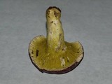 Hypomyces luteovirens image