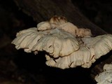 Laetiporus cincinnatus image