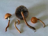Leratiomyces squamosus image
