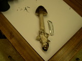Amanita constricta image