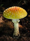 Amanita amerimuscaria image