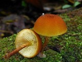 Pholiota granulosa image