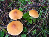 Cystoderma fallax image