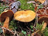 Suillus punctipes image