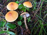 Cystoderma fallax image