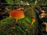Pholiota granulosa image