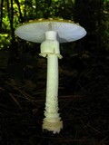 Amanita amerimuscaria image