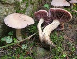 Laccaria ochropurpurea image