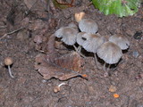 Coprinellus silvaticus image