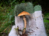 Cystoderma fallax image