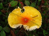 Amanita amerimuscaria image