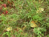 Amanita amerimuscaria image