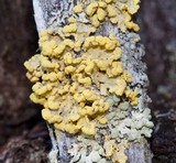 Vulpicida pinastri image