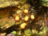 Lycogala epidendrum image