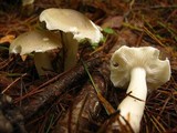 Tricholoma saponaceum image