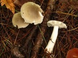 Tricholoma saponaceum image