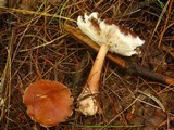 Rhodocollybia butyracea image