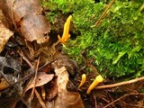 Clavulinopsis laeticolor image