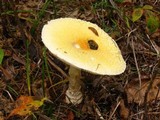 Amanita amerimuscaria image