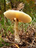 Amanita amerimuscaria image