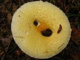 Amanita amerimuscaria image