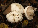 Clitocybe robusta image