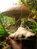 Leccinum insigne image