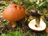 Leccinum insigne image