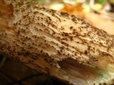 Leccinum insigne image