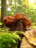 Gyromitra infula image