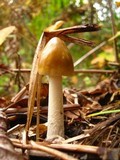 Amanita amerifulva image