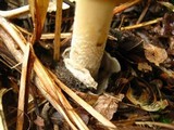 Amanita amerifulva image