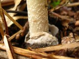 Amanita amerifulva image