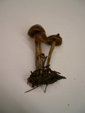 Psilocybe phyllogena image