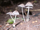 Coprinellus silvaticus image