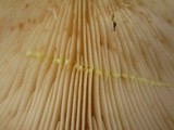 Lactarius vinaceorufescens image