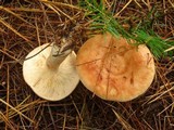 Lactarius vinaceorufescens image