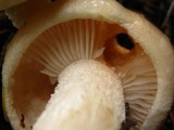 Hygrophorus pudorinus image
