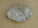 Ramalina bourgeana image