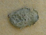 Ramalina bourgeana image