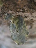 Ramalina bourgeana image