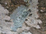 Ramalina bourgeana image