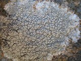 Ochrolechia parella image