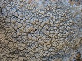 Ochrolechia parella image