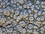 Ochrolechia parella image